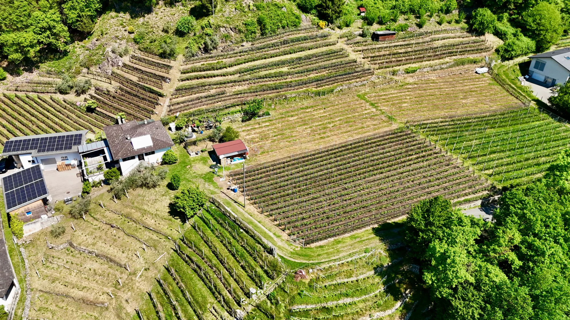 Vigneti ticinesi ripresi dall’alto