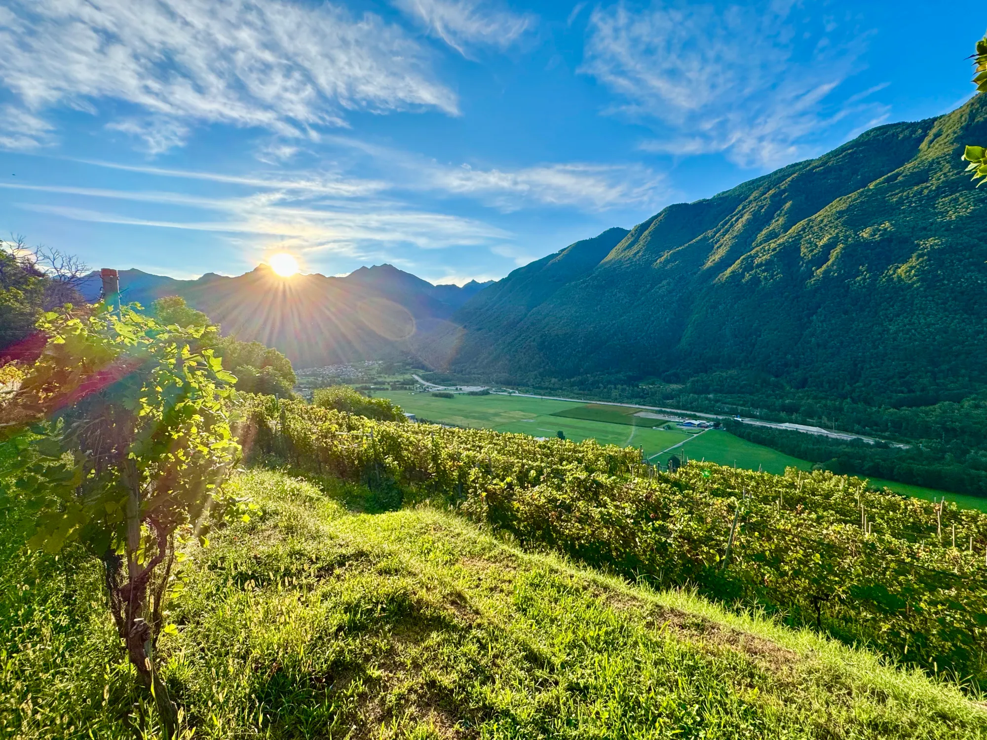 Vigneti e montagne del Ticino al tramonto